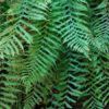 Goniophlebium subauriculatum 'Knightiae' – Image 5