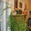 Goniophlebium subauriculatum 'Knightiae' – Image 4