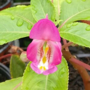 Impatiens auricoma