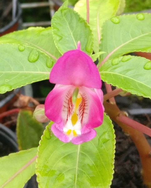Impatiens auricoma