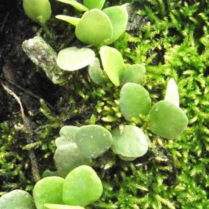 Lemmaphyllum microphyllum