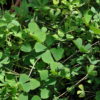 Marsilea quadrifolia - Image 2