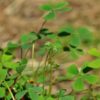 Marsilea quadrifolia