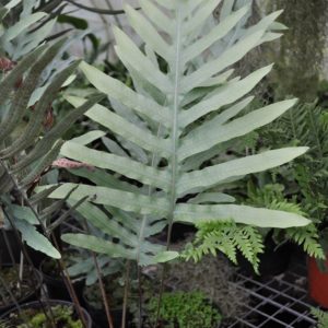 Phlebodium pseudoaureum