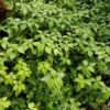 Pilea angulata subsp. petiolaris