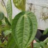 Pilea insolens