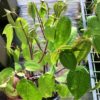 Pilea insolens – Image 2