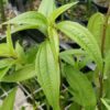 Pilea scripta PB 02-520