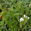 Pilea scripta PB 02-520 - Image 3