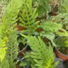 Polypodium cambricum 'Semilacerum Falcatum O Kelly' - Image 2