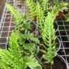 Polypodium cambricum 'Semilacerum Falcatum O Kelly'