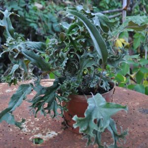 Pyrrosia lingua 'Corymbifera'