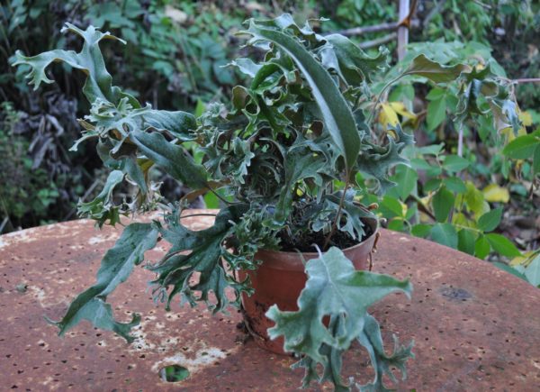 Pyrrosia lingua 'Corymbifera'