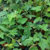 Rubus reflexus - Image 2