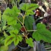 Rubus reflexus - Image 4
