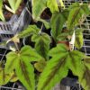 Rubus reflexus