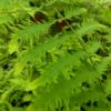 Goniophlebium subauriculatum 'Knightiae' – Image 2