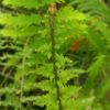 Goniophlebium subauriculatum 'Knightiae' – Image 3