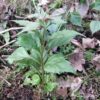 Veronicastrum latifolium