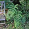 Woodwardia radicans