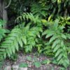 Woodwardia radicans - Image 5