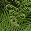 Woodwardia radicans - Image 3