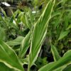 Zingiber mioga 'Variegata' - Image 4