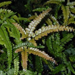 Adiantum hispidulum