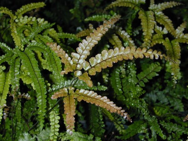Adiantum hispidulum