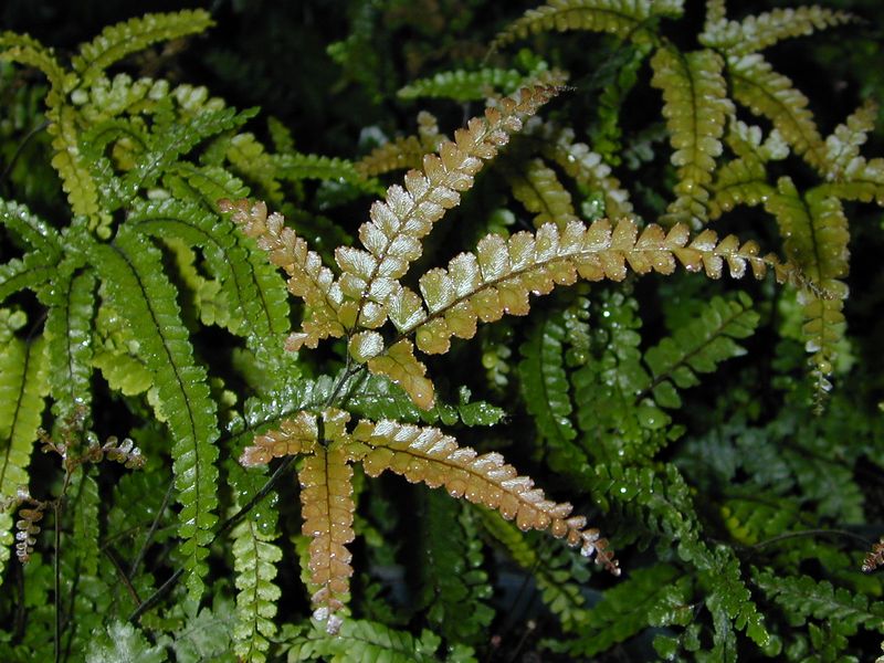Adiantum hispidulum