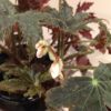 Begonia 'Texas Star'
