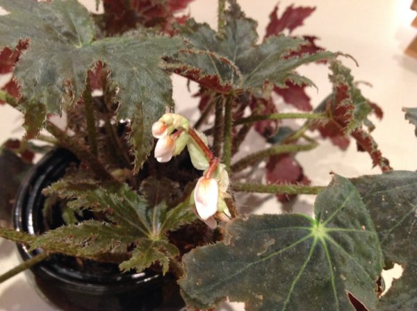 begonia_Texas-Star.jpg