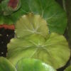 Begonia 'Erythrophylla'