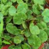 Begonia 'Erythrophylla' - Image 3