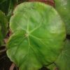 Begonia 'Erythrophylla' - Image 2