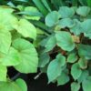 Begonia grandis 'Pourpre' – Image 2