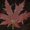 Begonia 'Texas Star' - Image 2
