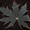 Begonia 'Texas Star' - Image 3