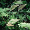 Blechnum appendiculatum - Image 3