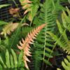 Blechnum appendiculatum