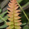 Blechnum appendiculatum - Image 2