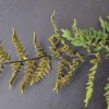 Cheilanthes alabamensis – Image 5