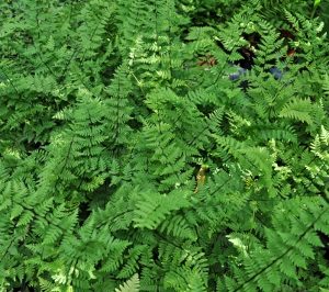 Cheilanthes chusana