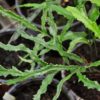 Coniogramme intermedia 'Rasha'