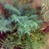 Cyrtomium fortunei