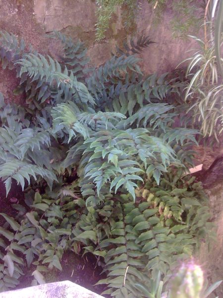 Cyrtomium fortunei – Image 6