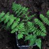 Cystopteris bulbifera - Image 3