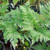 Davallia canariensis - Image 3