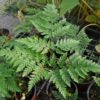 Davallia canariensis
