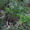 Davallia tyermannii